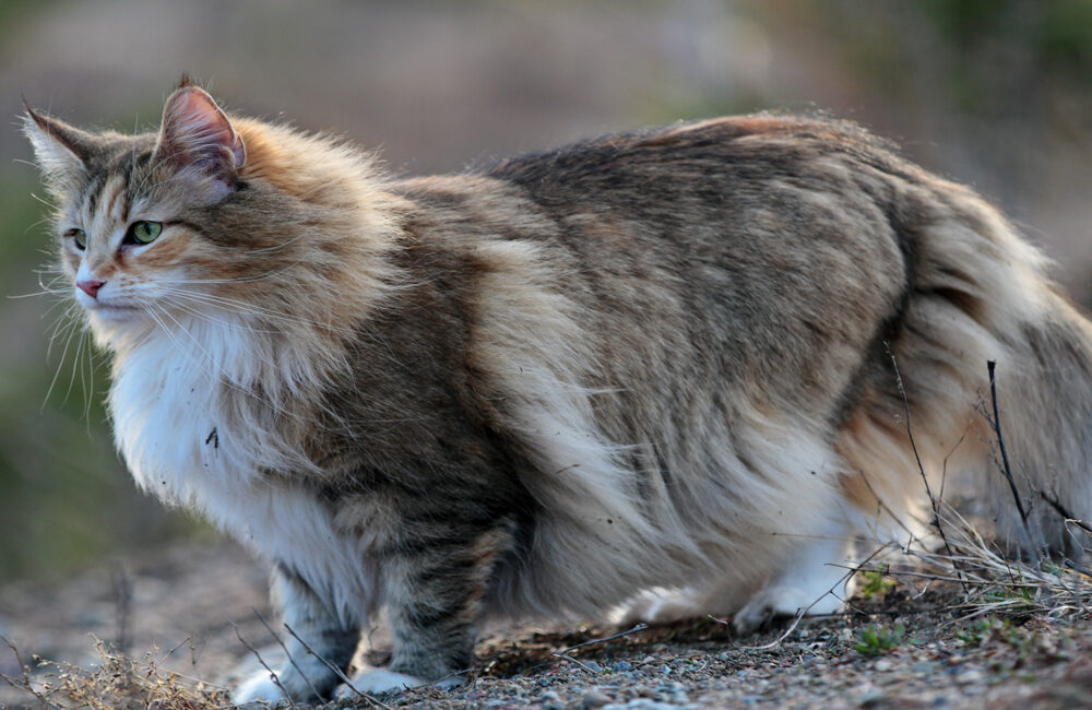 Le Chat Norvégien