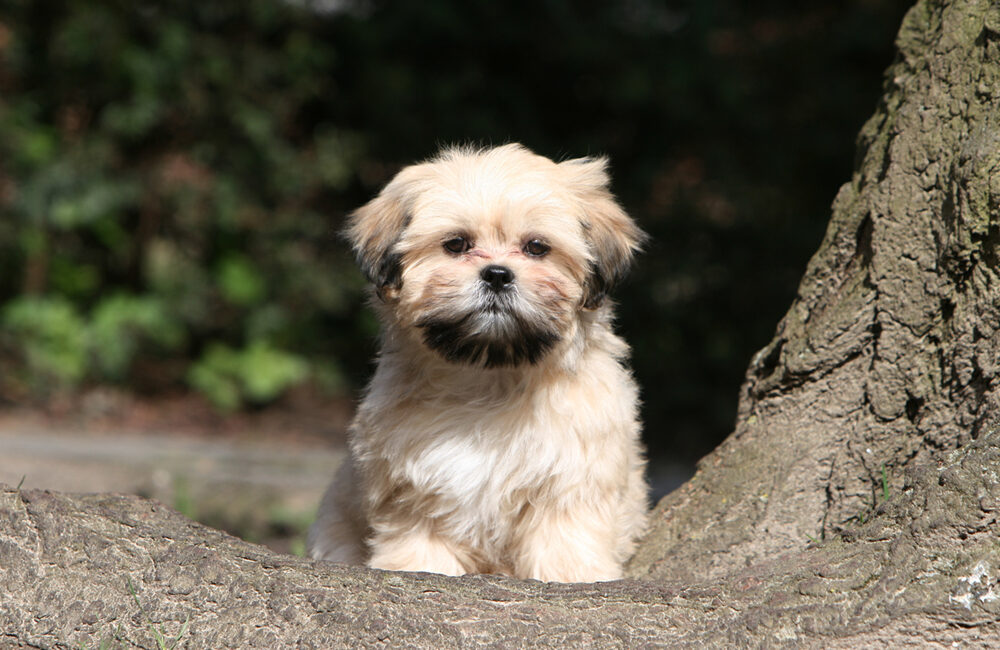 Lhassa Apso