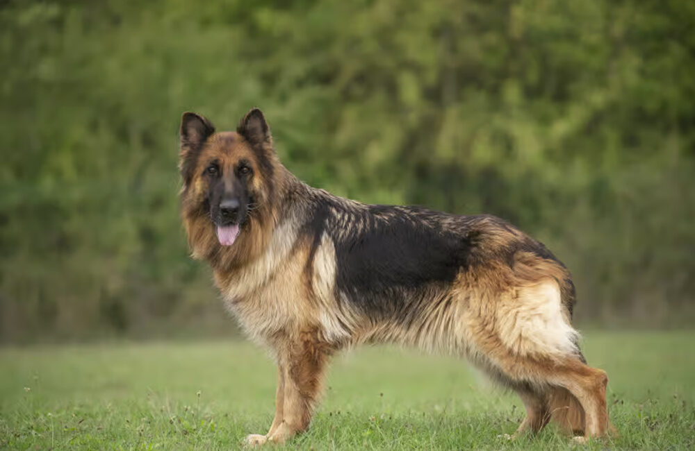 Berger Allemand à Poil Long