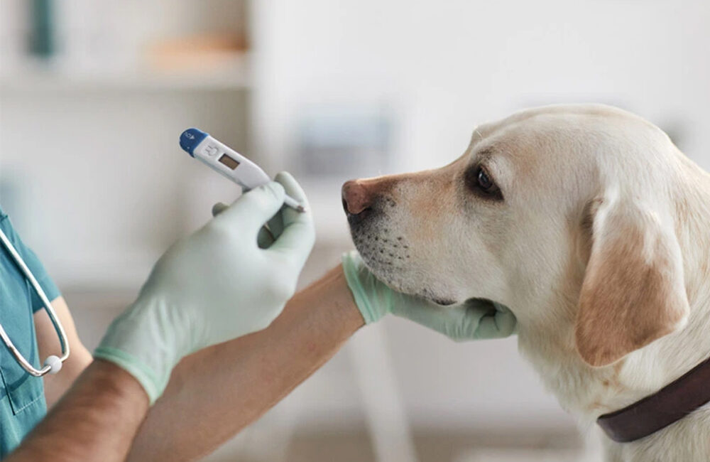 Comment prendre la température de son chien ?