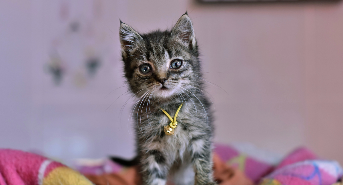 Pourquoi mon chat est devenu obèse