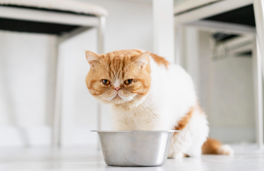 Troubles urinaires chez le chat