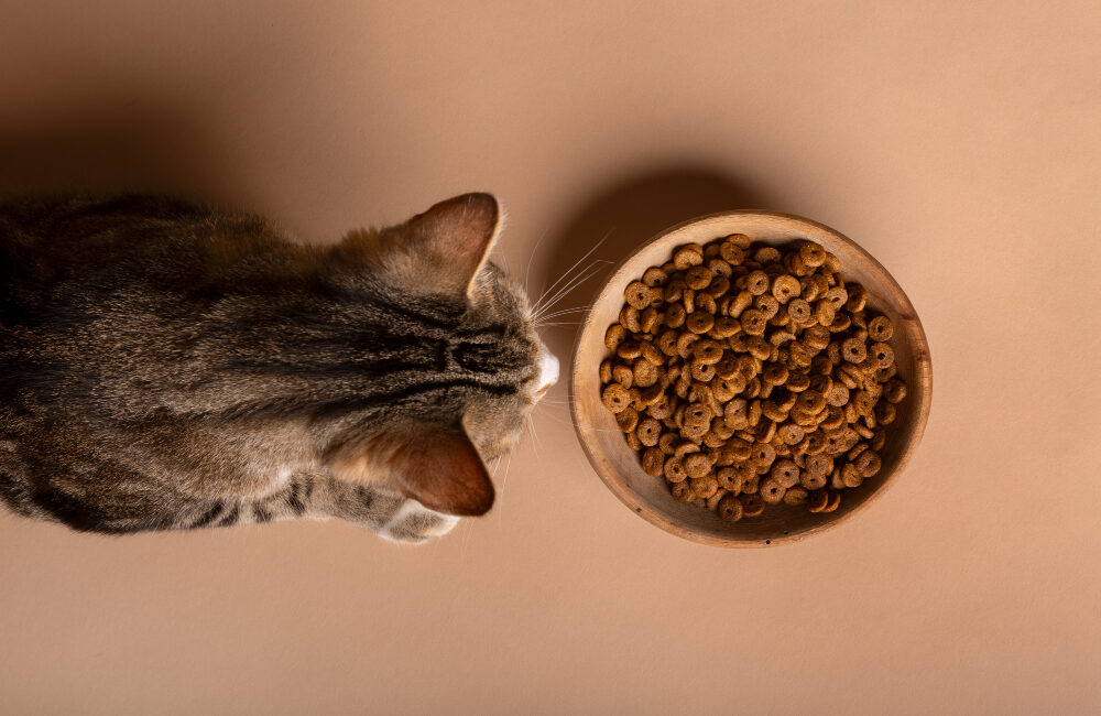 aliments préférés du chat