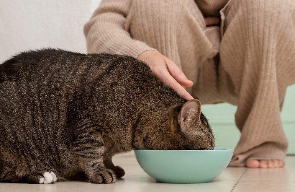 besoins nutritionnels du chat