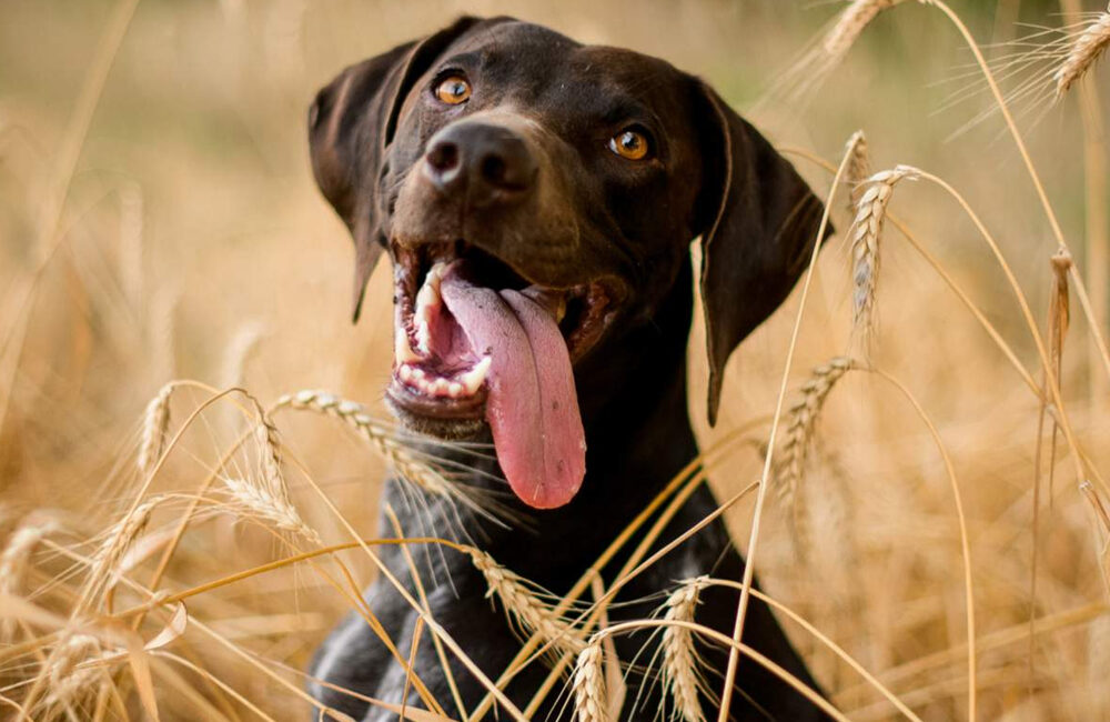 Le danger des épillets pour le chien et le chat ?