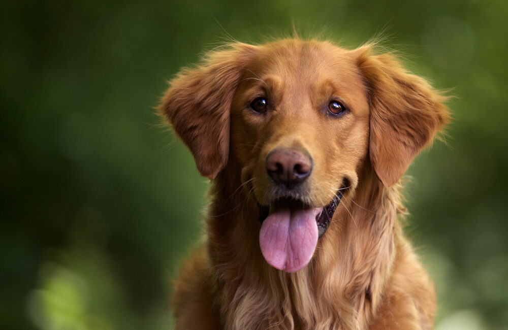 Symptômes d'un chien mourant