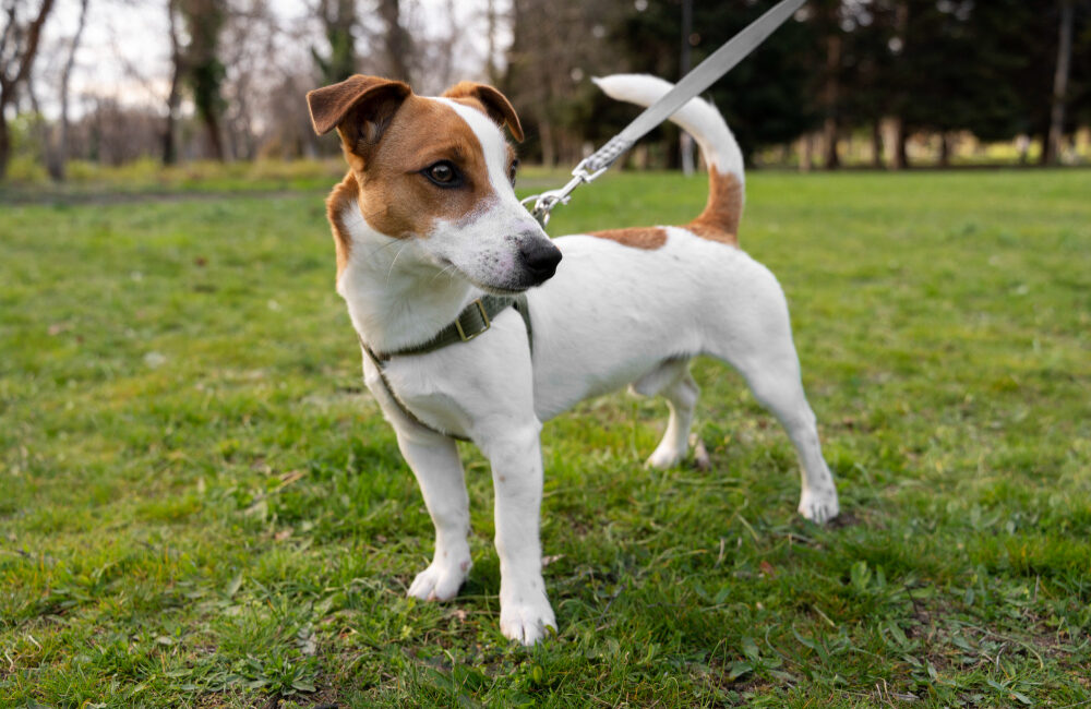 Jack Russell Terrier