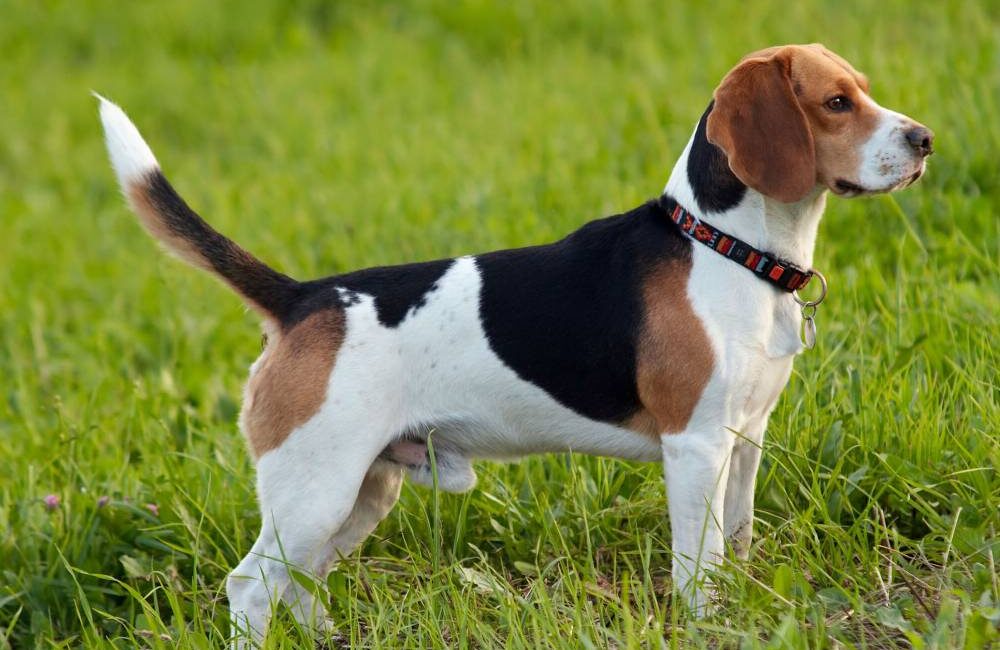 Le Beagle