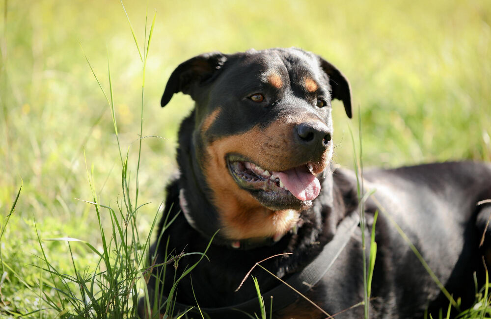 Rottweiler