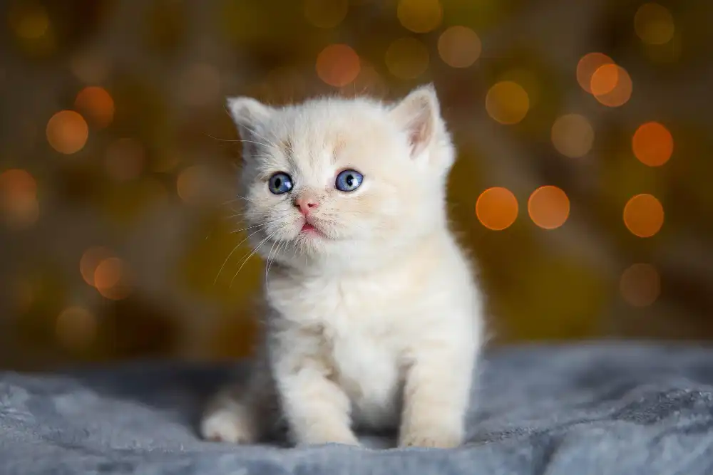 Reconnaître chaton mâle ou femelle 2 mois ? LeCoinAnimal — free download