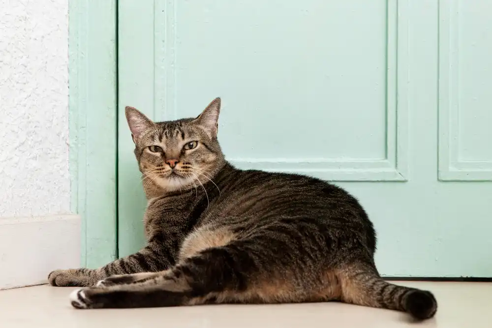 Un chat adulte peutil tuer un chaton ? LeCoinAnimal — free download