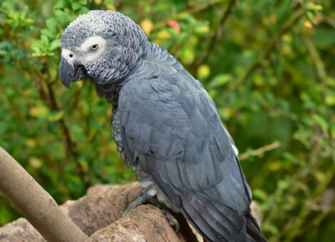 cover-r4x3w1000-5d95fb8b2a7b1-african-grey-parrot-4449695-1920