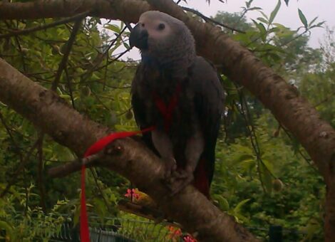 IMG-20260212-WA0000-1