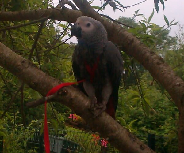 IMG-20260212-WA0000-1