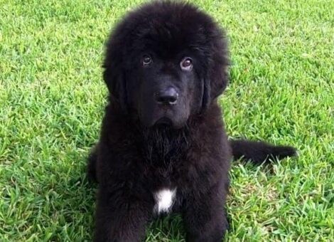 653b0f95b8aa05f6a8ac382b_61049365-0-chiot-terre-neuve-3m