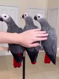 AllVideo_01774466396741