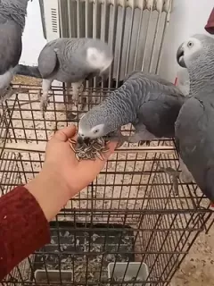 AllVideo_01774555408089