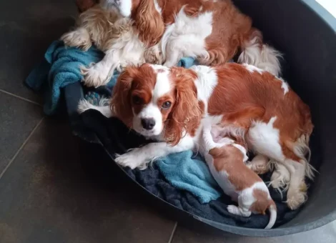 L21lZGlhLXBhL1dBMTcvNi85L1dBMTc2OTg1ODQ1XzMuanBlZz8yMDI2MDMzMTA4MjIwOA_rct