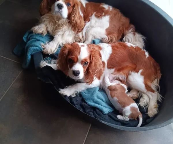 L21lZGlhLXBhL1dBMTcvNi85L1dBMTc2OTg1ODQ1XzMuanBlZz8yMDI2MDMzMTA4MjIwOA_rct