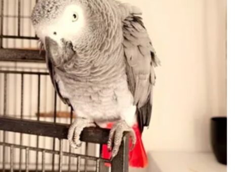 Screenshot_20260324-132817