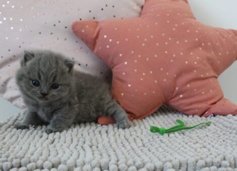 chat-british-shorthair-4-males-1-femelle-211059-loof-1772923867-768×512-1