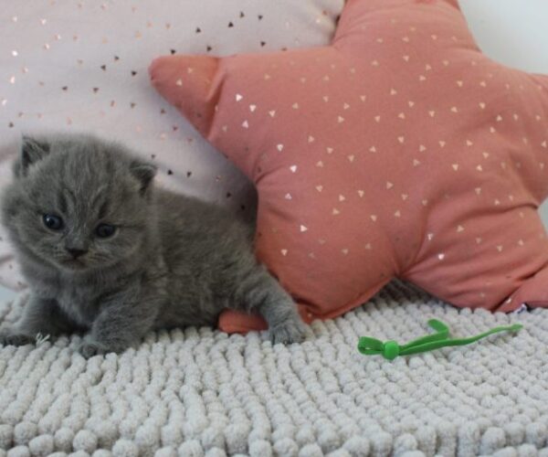 chat-british-shorthair-4-males-1-femelle-211059-loof-1772923867-768×512-1