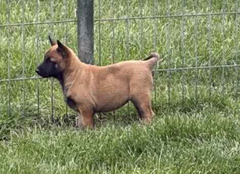 chien-berger-belge-malinois-6-males-4-femelles-213231-lof-1774711261-768×1024-1