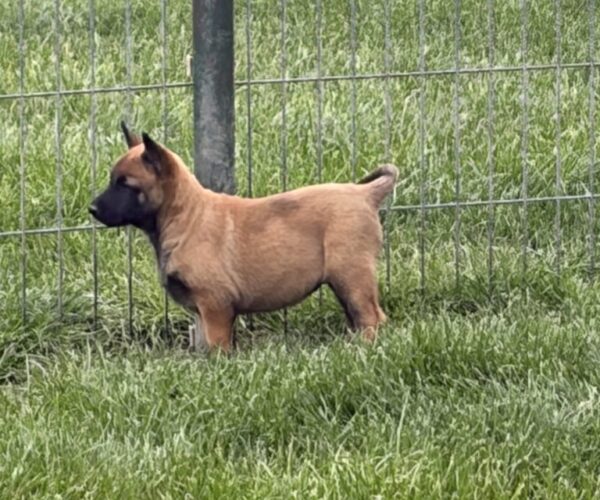 chien-berger-belge-malinois-6-males-4-femelles-213231-lof-1774711261-768×1024-1