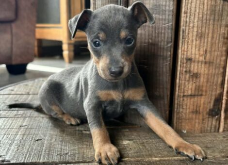 chien-pinscher-nain-2-males-1-femelle-210428-1774536656-768×671-1