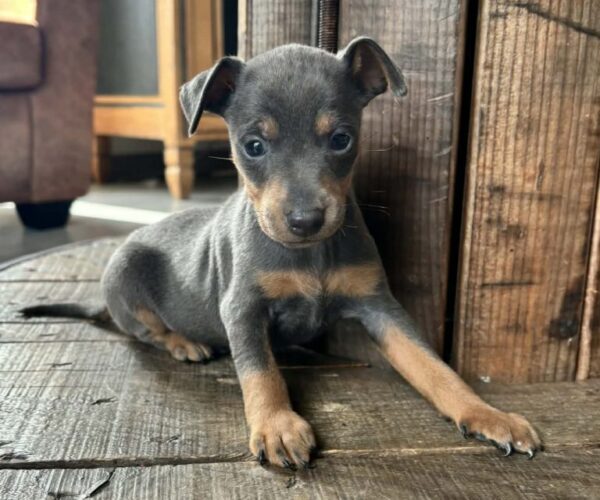 chien-pinscher-nain-2-males-1-femelle-210428-1774536656-768×671-1