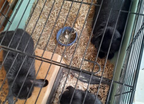 17762650815087508658887957525196