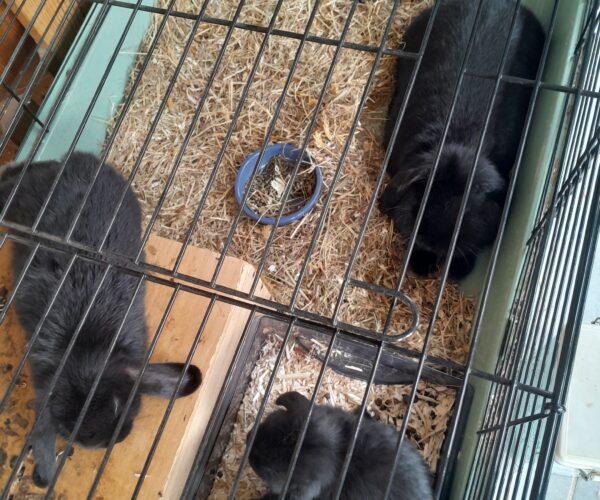 17762650815087508658887957525196