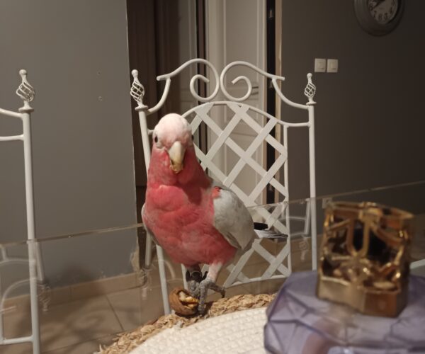 38b3b1e5-3624-4e9b-8d37-1714914c7d18-1_all_45542