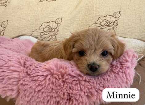 95ad2c32-bf52-4be8-932f-8aa07395177b