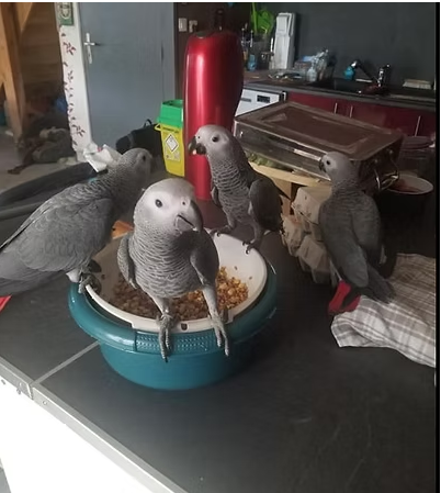 Capture-decran-2026-04-16-230259