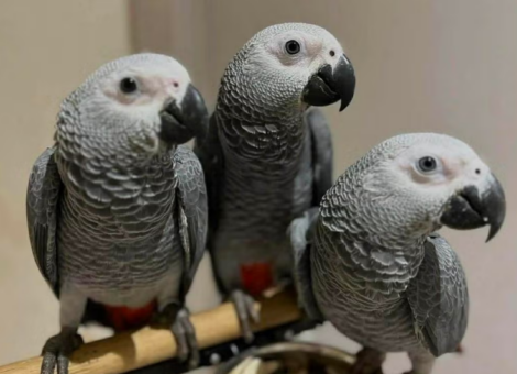 Capture-decran-2026-04-17-175001