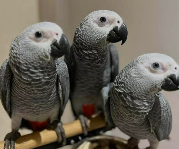 Capture-decran-2026-04-17-175001