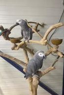 Capture-decran-2026-04-23-170720