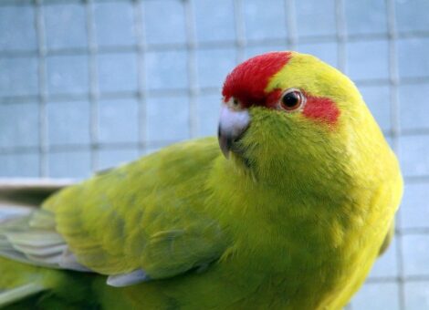Femelle-kakariki-front-rouge