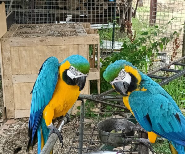 IMG_20250728_113641_2951