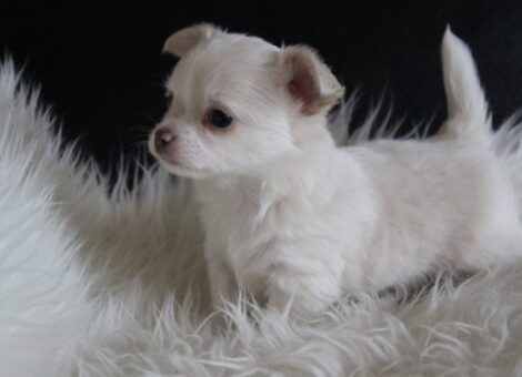 chihuahua-blanche1