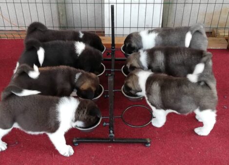 American-Akita