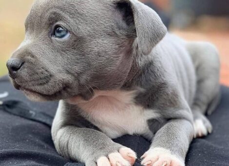 American-pit-Bull-terrier