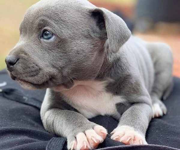 American-pit-Bull-terrier