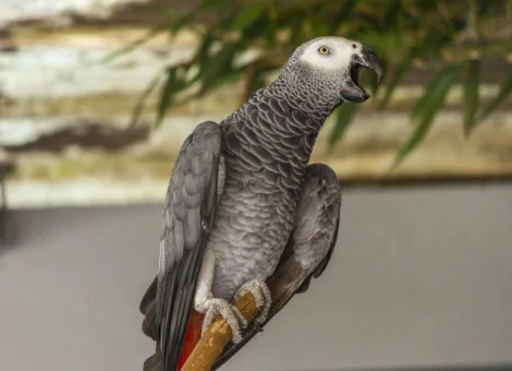 Gris-du-Gabon.jpg