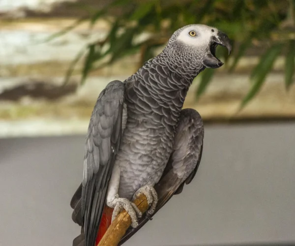 Gris-du-Gabon.jpg
