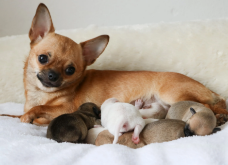 Portee-Chihuahua