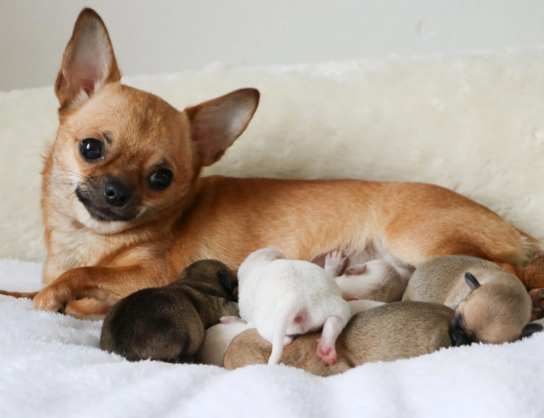 Portee-Chihuahua