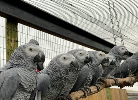 Swearing-Parrots-1-980×735-1