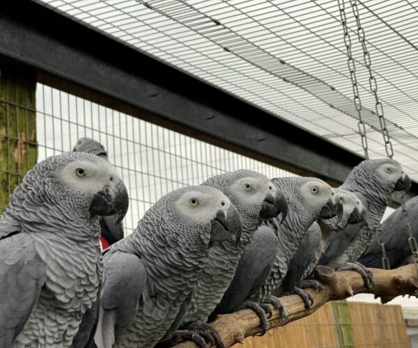 Swearing-Parrots-1-980×735-1